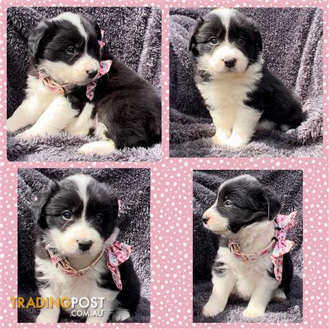 Gorgeous-Blonde-Border-Collie-Puppies-Long-Haired-Purebred-Pups