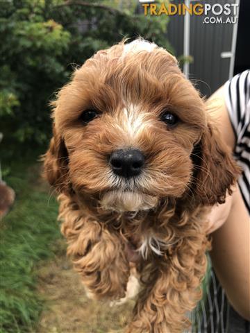 GORGEOUS-FIRST-GENERATION-RED-TOY-CAVOODLES