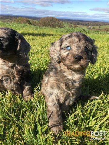 TOY-CAVOODLE-PUPS-RARE-MERLE
