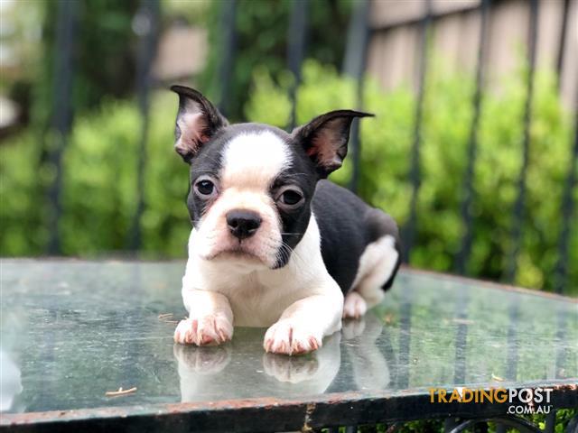 boston terrier puppies for sale