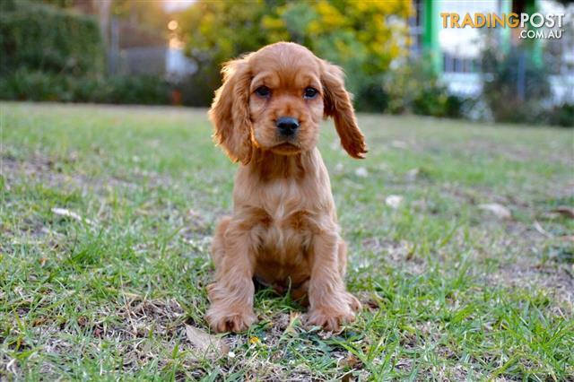 cocker spaniel puppy