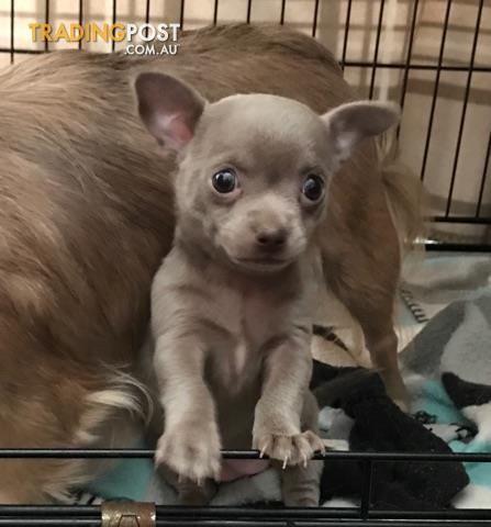 Rare lilac chihuahua for sale in Bligh Park NSW | Rare lilac chihuahua