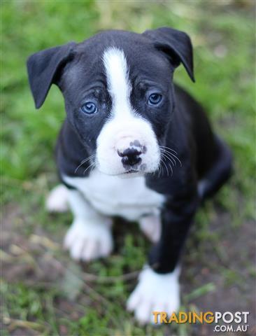 American Staffy Pups Free To Good Home