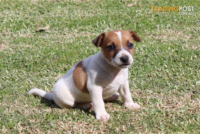 Mini Jack Russell Terrier X Toy Poodle Jackoodle