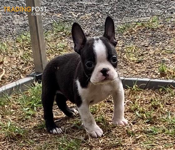 boston terrier breeders