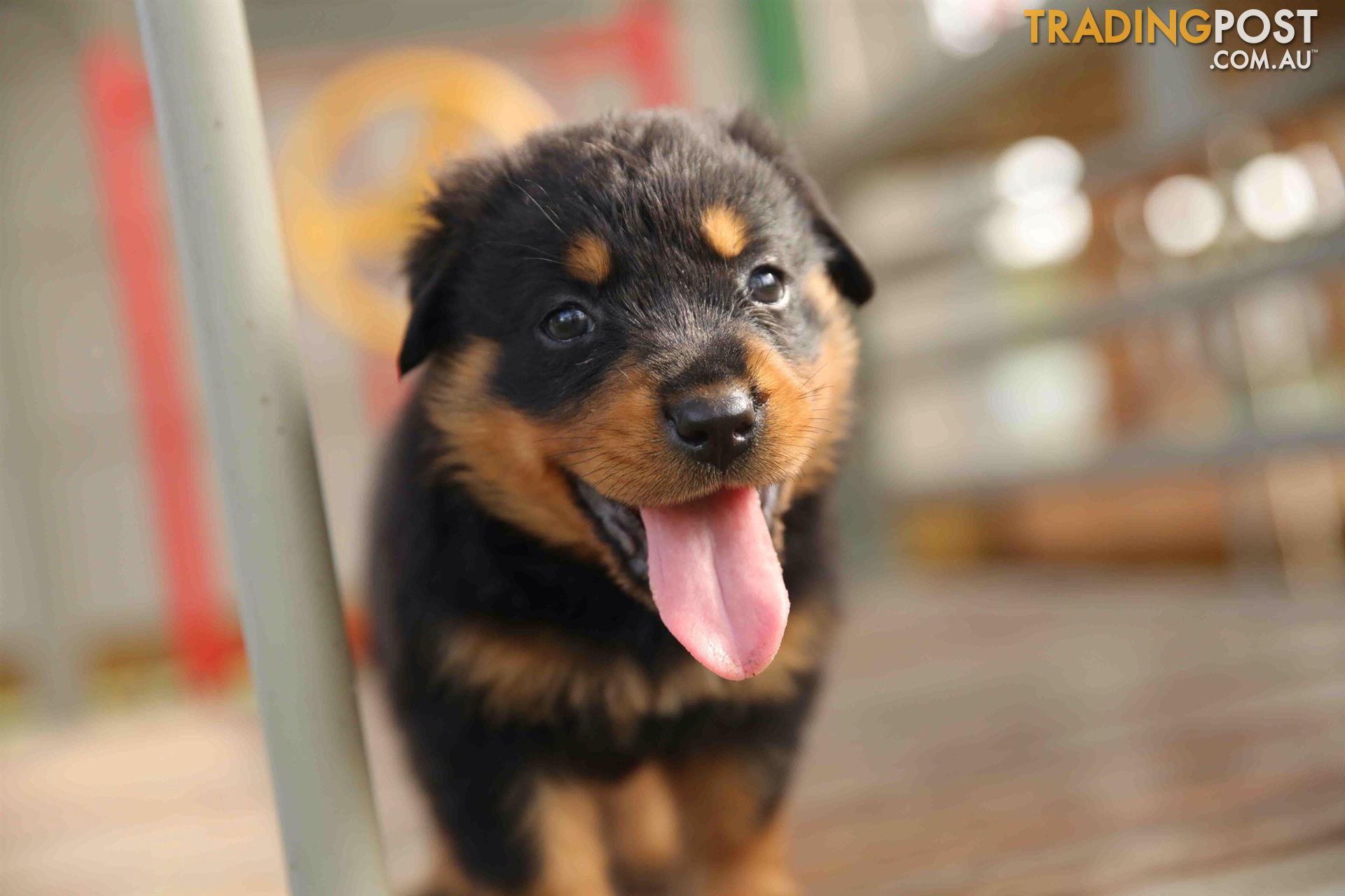 rottweiler puppies for sale trading post rottweiler puppies bobtail rotty for sale in londonderry nsw rottweiler puppies rottweiler puppies for sale trading post rottweiler puppies bobtail rotty for sale in londonderry nsw rottweiler puppies