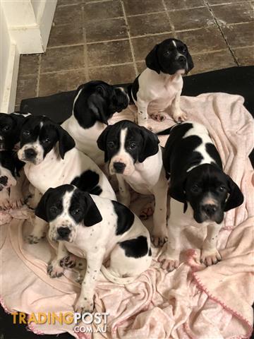 english puppies for sale