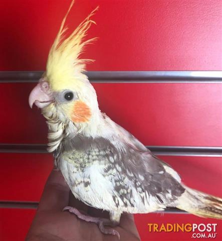 baby cockatiels for sale qld