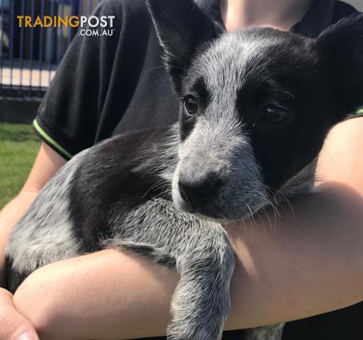 cattle x border collie