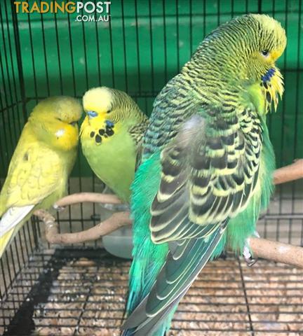 Show-Budgies-Ph-47212328