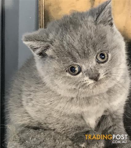 trading post british shorthair