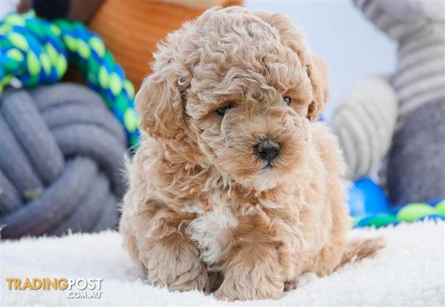 bichon toy poodle puppies for sale