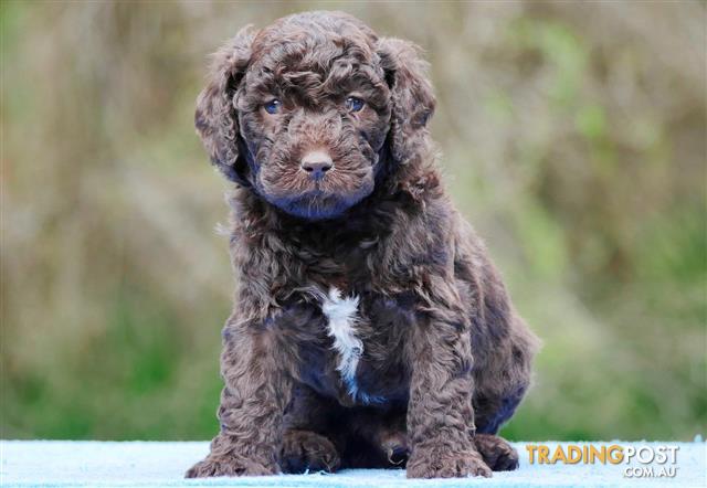 golden retriever x poodle puppies miniature groodle golden retriever x poodle puppies for sale in hoppers crossing vic golden retriever x poodle puppies miniature groodle golden retriever x poodle puppies for sale in hoppers crossing vic