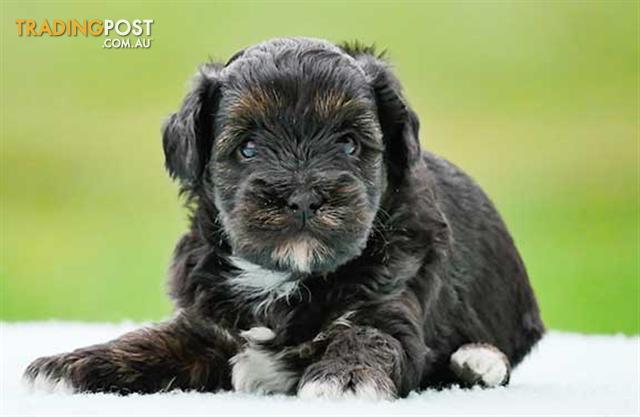 shih poo puppies