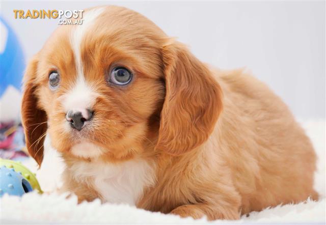 Cockalier (cocker Spaniel X Cavalier King Charles Spaniel) Dna Tested 