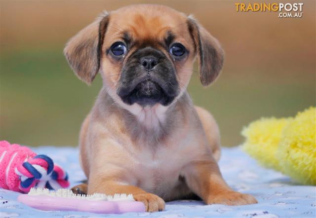 Pugalier-Pug-X-Cavalier-King-Charles-Spaniel-DNA-tested-PUPPIES