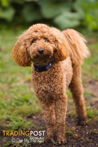 red toy poodle stud