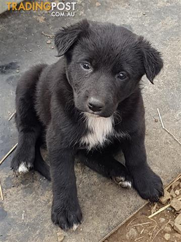 Greyhound-X-Deerhound-Pups