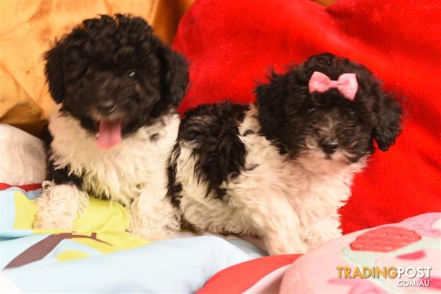 female toy poodle for sale