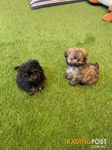 toy poodle for sale trading post