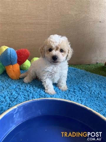 toy poodle puppies for adoption