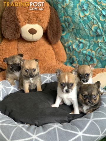 Adorable-Papichi-Papillon-X-Chihuahua-PUPPIES-looking-for-loving-homes