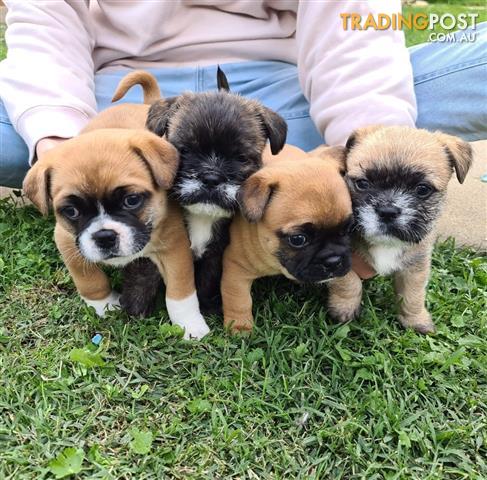 french bulldog crossed with shih tzu