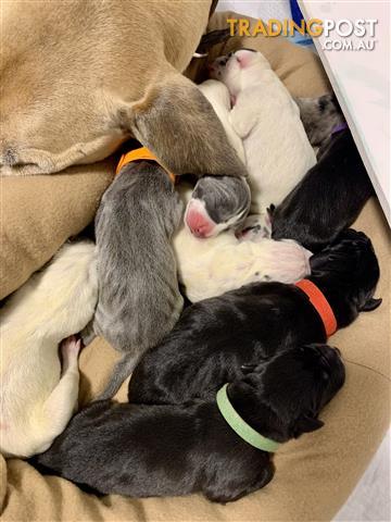 great dane weimaraner puppies