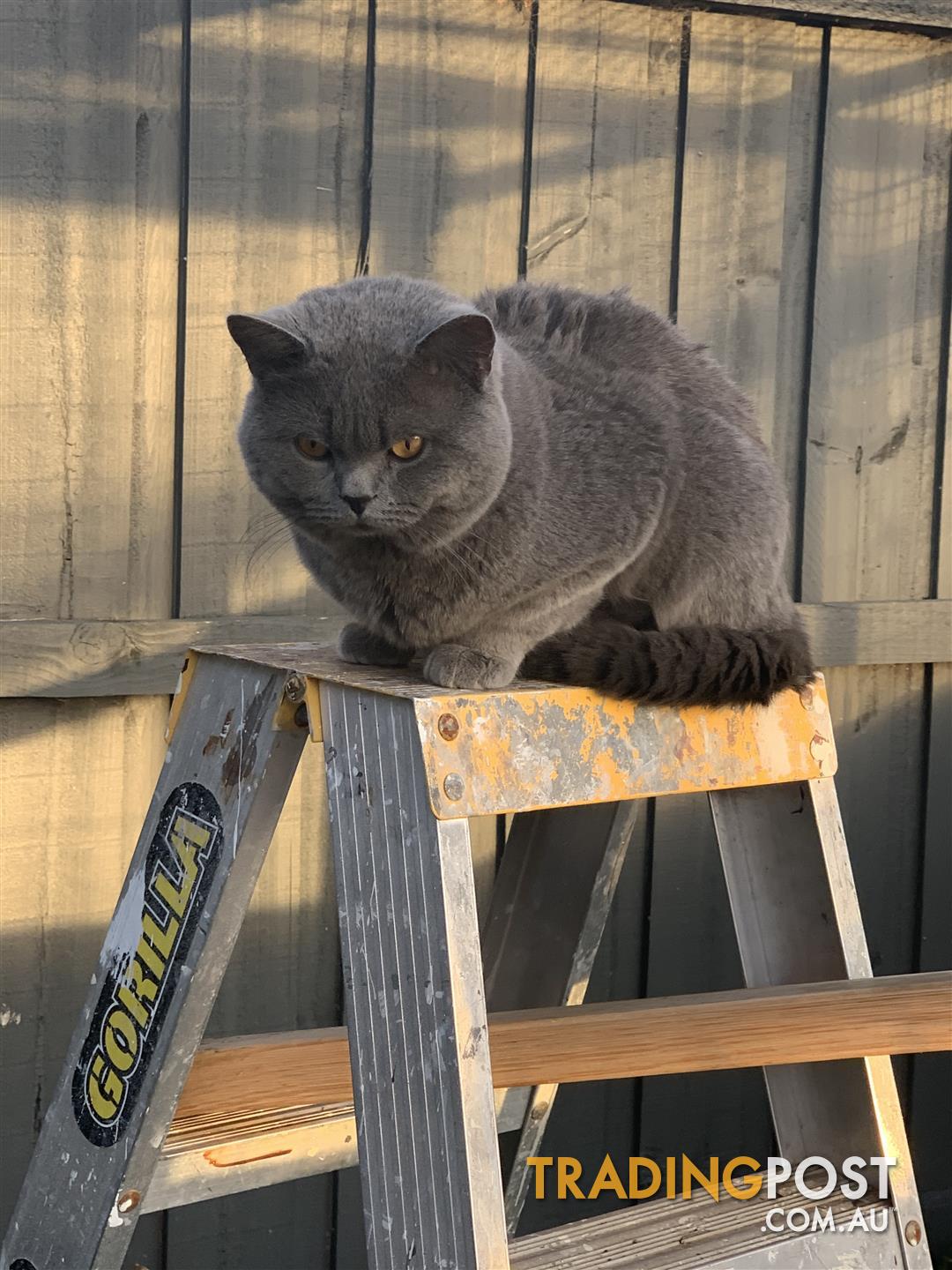 trading post british shorthair