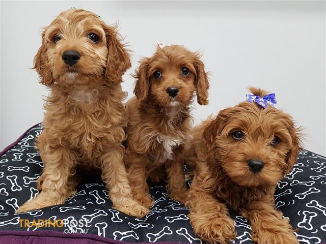 Cavalier King Charles Spaniel X Poodle Hi-res Stock Photography And ...