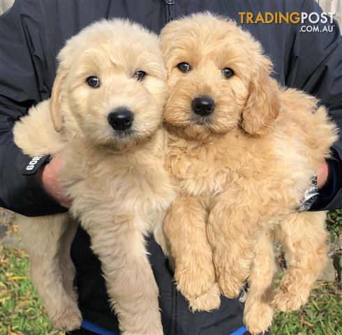 groodle puppies