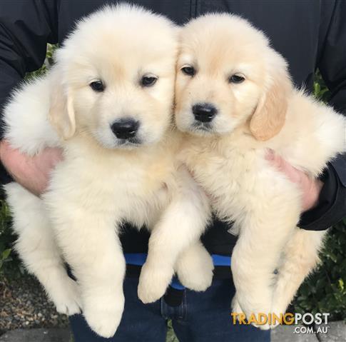 Golden-Retriever-Puppies