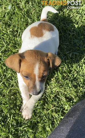 Mini-Foxy-X-Jack-Russell-Puppies