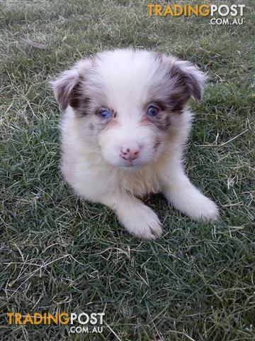 Stunning Longhaired Border Collie Pure Bred Pups