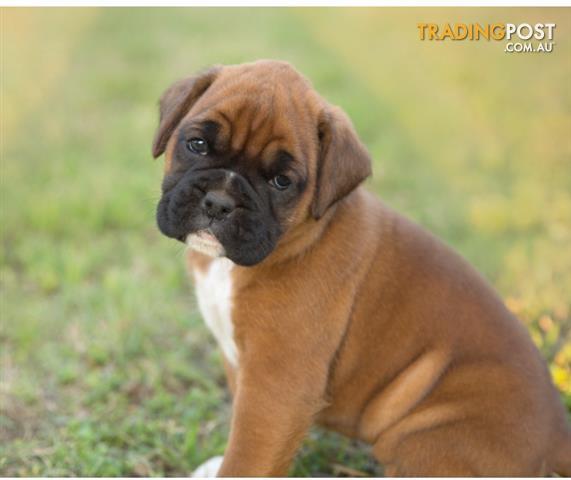 boxer puppies price