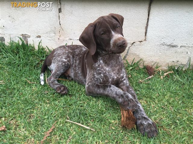 Male German Shorthaired Pointer Puppy