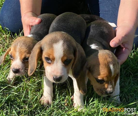 Beagle-puppies