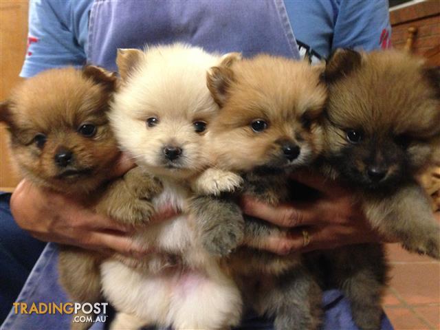 pomeranian puppies for sale nsw purebred pomeranian puppies for sale in bonnyrigg heights nsw purebred pomeranian pomeranian puppies for sale nsw purebred pomeranian puppies for sale in bonnyrigg heights nsw purebred pomeranian