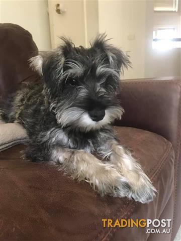 miniature schnauzer puppies for sale trading post