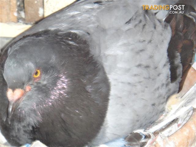 meat pigeons for sale