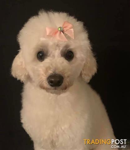 white female toy poodle for sale