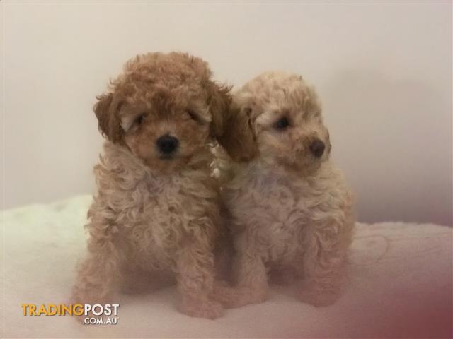 apricot toy poodle for sale