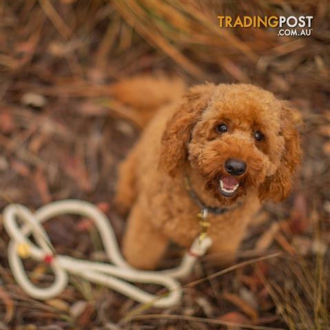 Red-F1b-Cavoodle-Stud-Dog-Service 