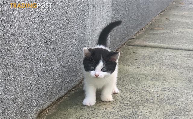 British Shorthair X Scottish Fold