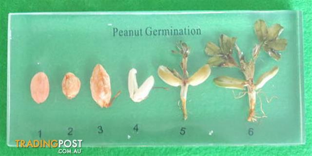 Specimen Block - Peanut Germination - SC014