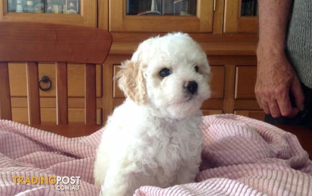 toy cavoodle white