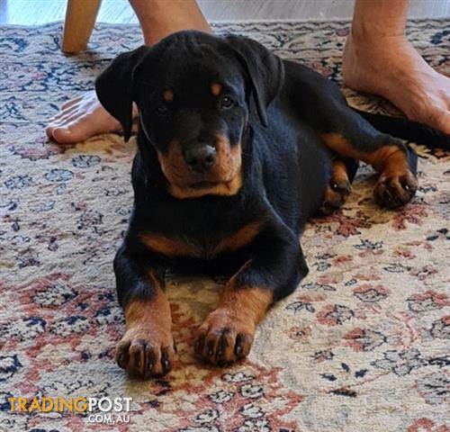 Find Rottweiler puppies for sale in Australia