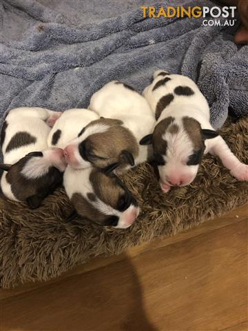 Jack Russell Pups