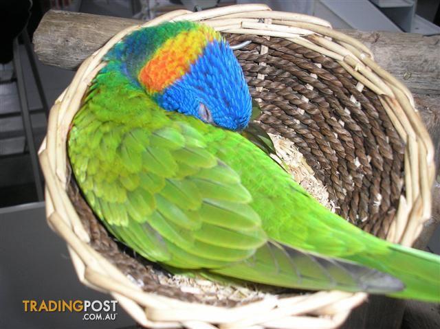 Handraised Rainbow lorikeet 