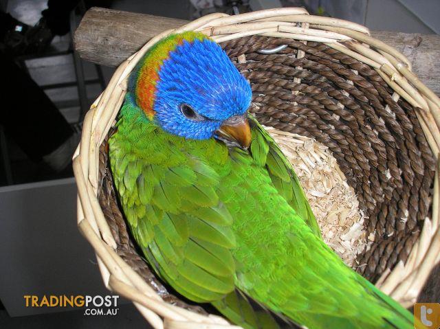 Handraised Rainbow lorikeet 